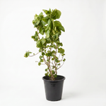 Achalypha Green 18 cms pots - 30 cms height