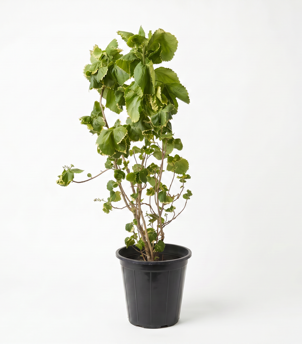 Achalypha Green 18 cms pots - 30 cms height