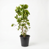 Achalypha Green 18 cms pots - 30 cms height