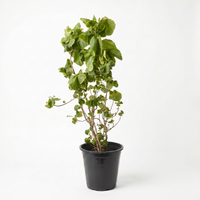 Achalypha Green 18 cms pots - 30 cms height