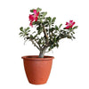 Adenium  الاديم