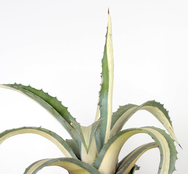 Agave Rosa صبار روزا