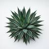 Agave - Agave angustifolia - Potted Plants - Plants