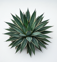 Agave - Agave angustifolia - Sap - Kilograms