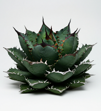 Agave - Agave filifera - Mature Leaves - Kilograms
