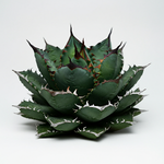 Agave - Agave filifera - Potted Plants - Plants