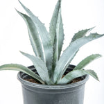 Agave Americana  صبار عجاف امريكانا اخضر