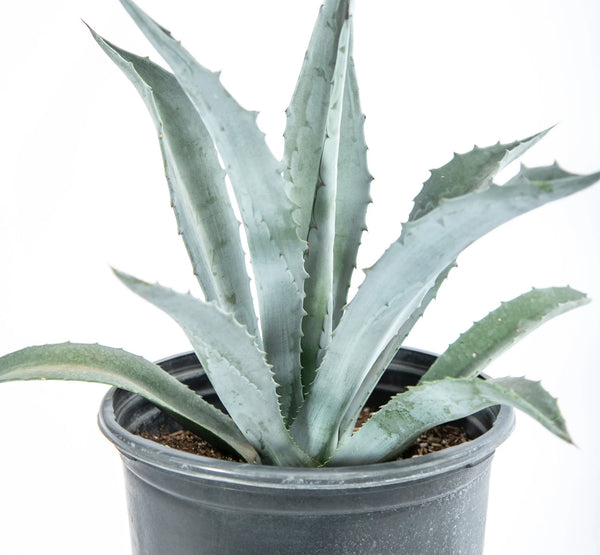 Agave Americana  صبار عجاف امريكانا اخضر