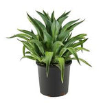 Agave Lotus -PR-CACTUS-W:0-S:25 cms-H:40CM