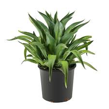 Agave Lotus -PR-CACTUS-W:0-S:25 cms-H:40CM