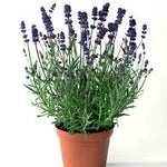 Angustifolia صبار أنجوستيفوليا