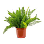 Asparagus - S:25 cm