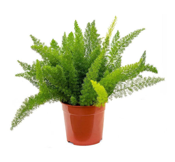Asparagus - S:25 cm