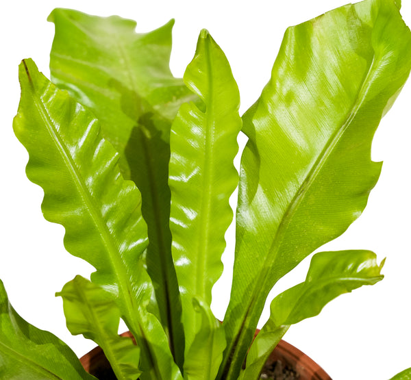 Asplenium nidus  18 cms pots - 30 cms height