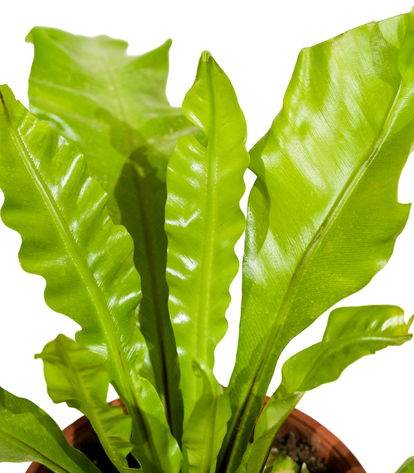 Asplenium nidus  18 cms pots - 30 cms height