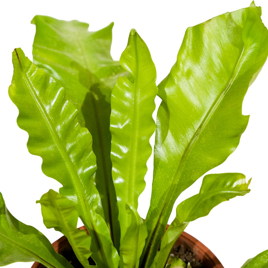 Asplenium nidus  18 cms pots - 30 cms height