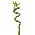 Bamboo Spiral-LP-Input-W:0-S:0-H:0
