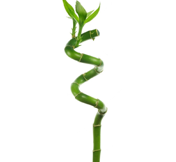 Bamboo Spiral-LP-Input-W:0-S:0-H:0