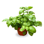 Basil مشموم (ريحان)