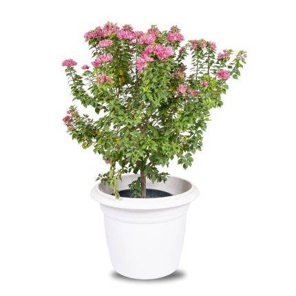 Bougainvilla Dwarf -PR-Shrub-W:0-S:25 cms-H:50 cms