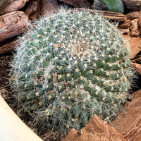 Succulent & Cactus Boutique in Cream Pot
