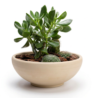 Succulent & Cactus Boutique in Cream Pot