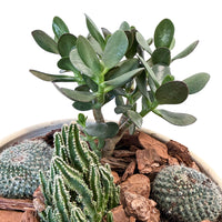 Succulent & Cactus Boutique in Cream Pot