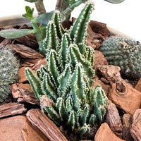 Succulent & Cactus Boutique in Cream Pot