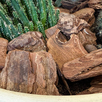 Succulent & Cactus Boutique in Cream Pot