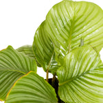 Calathea Orbifolia