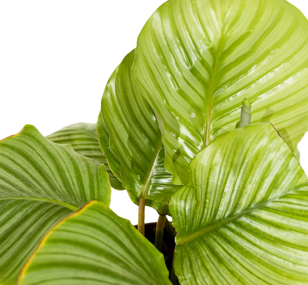 Calathea Orbifolia