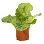 Calathea Orbifolia