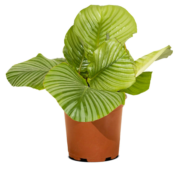 Calathea Orbifolia