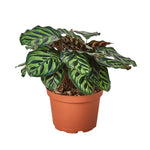 Calathea Makoyana-12 cms pots & 35 cms height
