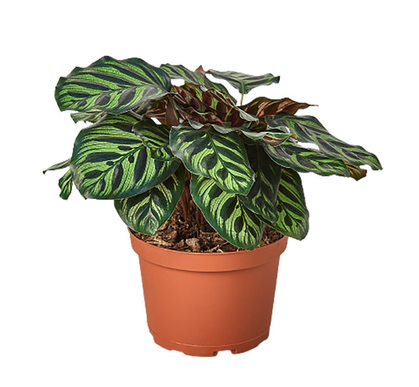 Calathea Makoyana-12 cms pots & 35 cms height