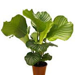 Calathea Orbifolia-19 cms pots & 65 cms height