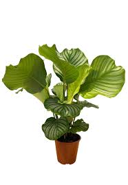 Calathea Orbifolia-19 cms pots & 65 cms height