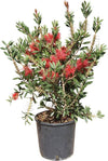 Callistemon فرش الزجاج