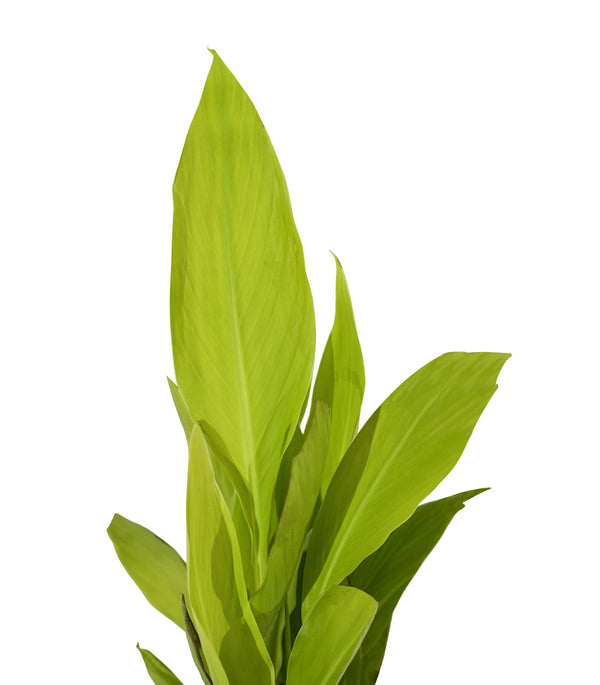 Canna Indica 14 cms pots - 60 cms height