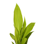 Canna Indica 14 cms pots - 60 cms height