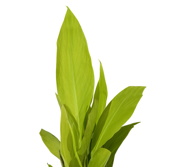 Canna Indica 14 cms pots - 60 cms height