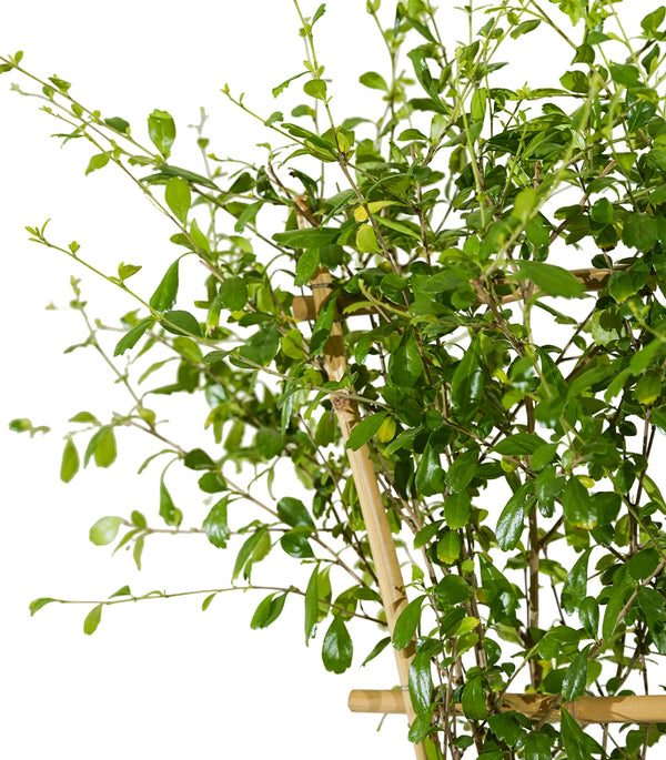 Carmona Net 30 cms pots - 1.5 mtrs height