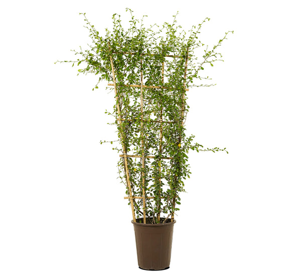 Carmona Net 30 cms pots - 1.5 mtrs height