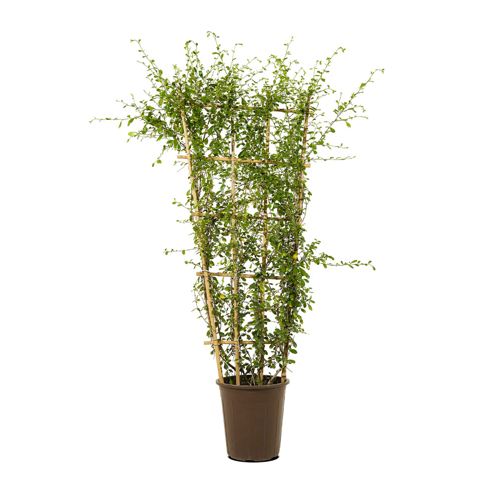 Carmona Net 30 cms pots - 1.5 mtrs height