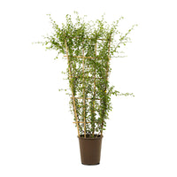 Carmona Net 30 cms pots - 1.5 mtrs height