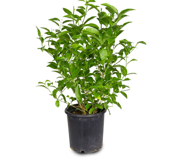 Cestrum nocturium ملكة النهار