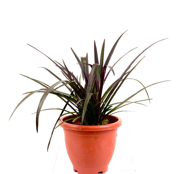 Crinum red كارينوم  احمر