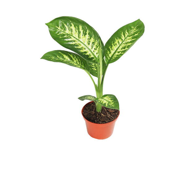 Dieffenbachia Tropic-LP-Shrub-W:0-S:25 cms-H:80 cms