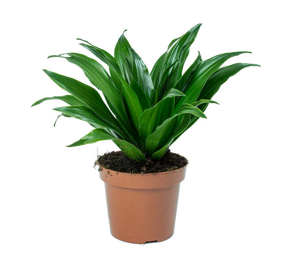 Dracaena Compacta-IM-Shrub-W:0-S:12 cms-H:30 cms