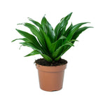 Dracaena Compacta-IM-Shrub-W:0-S:12 cms-H:30 cms